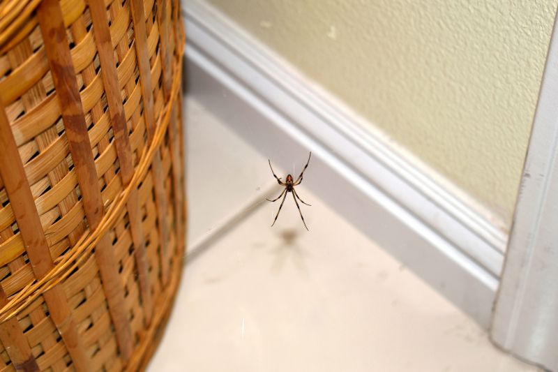 spider control