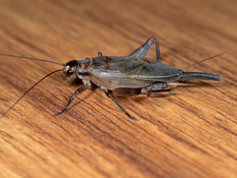 Seasonal Cricket Activity In Homes