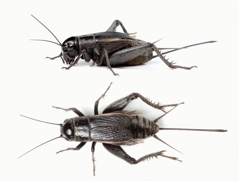 Seasonal Cricket Activity In Homes
