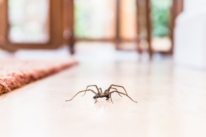 Signs Your Home Has A Spider Problem