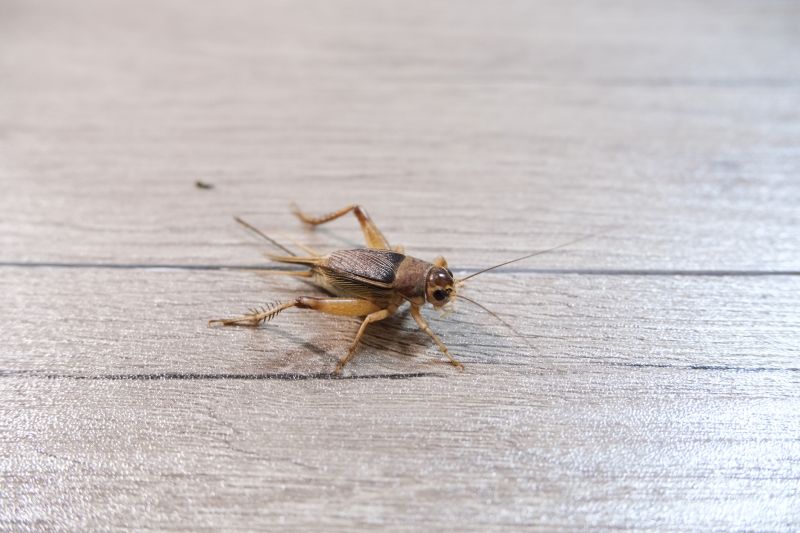 Spring Spider And Cricket Prevention Tips For Homeowners